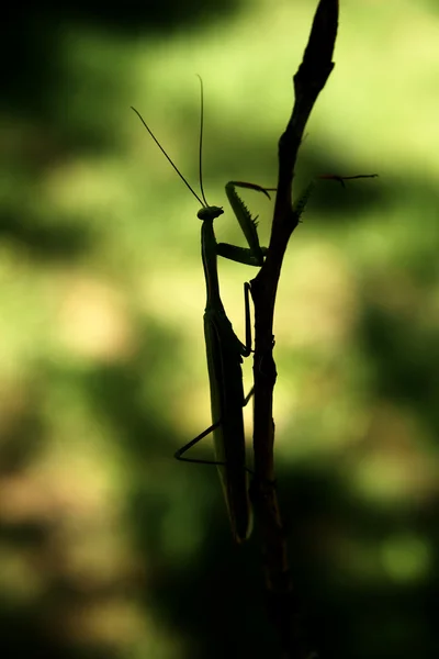 Praying Mantis - Mantis Religiosa — Stock Photo, Image