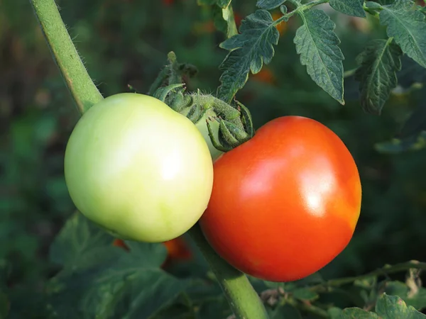Tomates no jardim — Fotografia de Stock