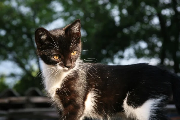 ブラック ホワイト キティ — ストック写真