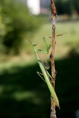 peygamber devesi - mantis bileğinde