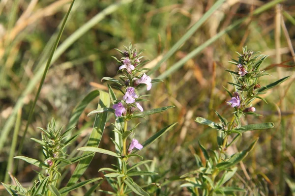 Satureja montana- Winterbohnenkraut (lamiaceae)) — Stockfoto