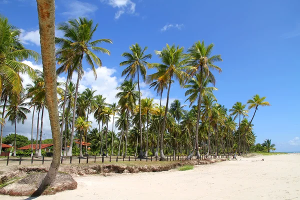 Frente à praia na Bahia — Fotografia de Stock