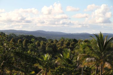 View over the brazilian Jungle clipart