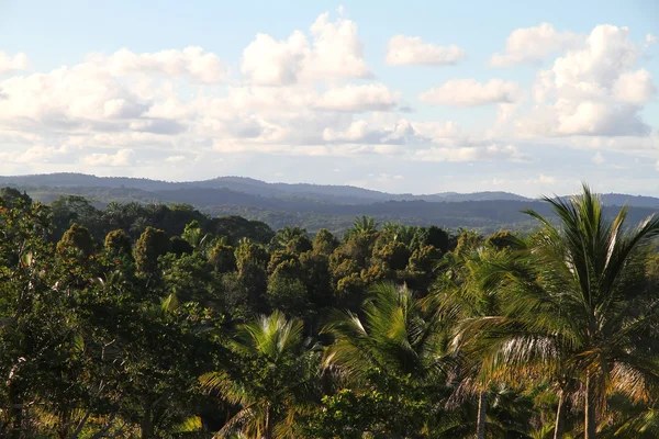 Widok na brazylijskiej dżungli — Zdjęcie stockowe