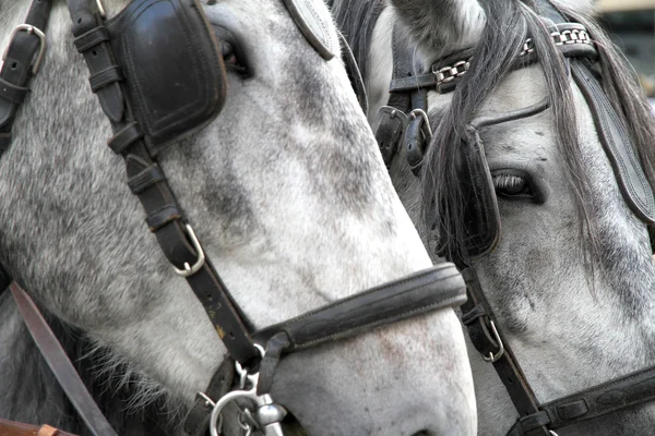 stock image Carriage Horses