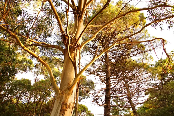 Eukalyptusbaum in mar de las pampas — Stockfoto