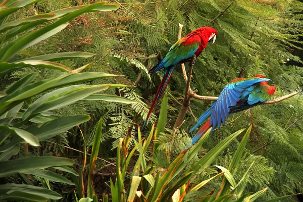Papageien im Wald — Stockfoto
