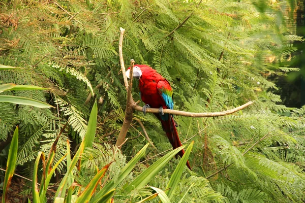 Papoušek v lese — Stock fotografie