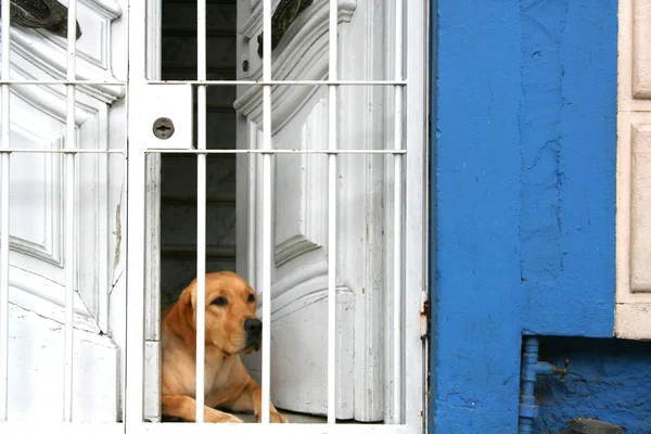 Hund hinter Gittern — Stockfoto