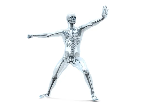 Anatomie - martial arts — Stockfoto