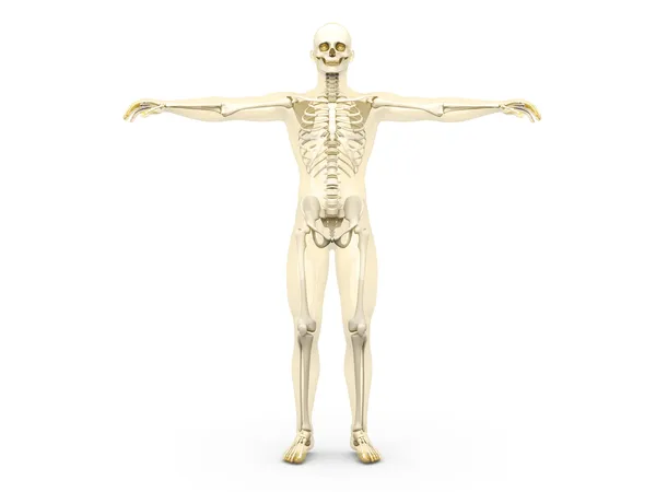 Σκελετός — Φωτογραφία Αρχείου