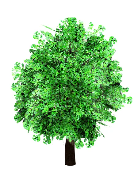 A Tree — Stock Photo, Image