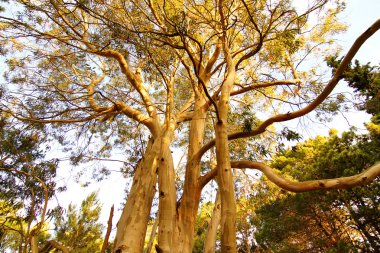 Eucalyptus Tree in Mar de las Pampas clipart