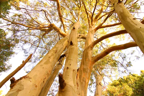 Arborele Eucalipt din Mar de las Pampas — Fotografie, imagine de stoc
