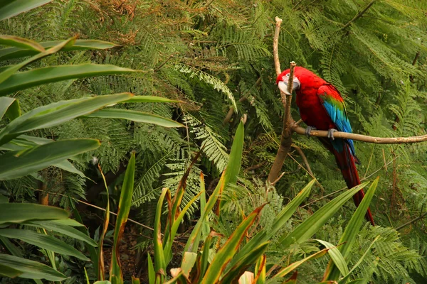 stock image Parrot in the Forest