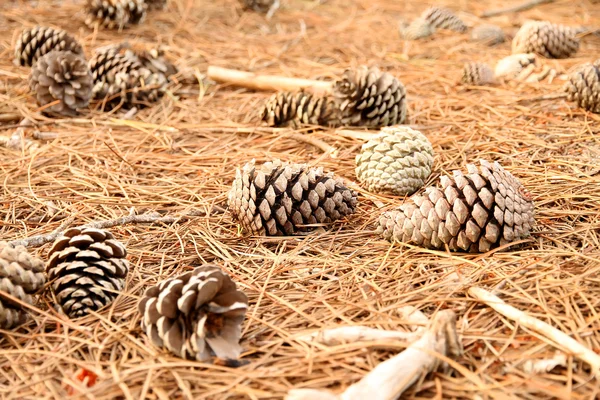 Fir Cones on the ground — Stock Photo, Image