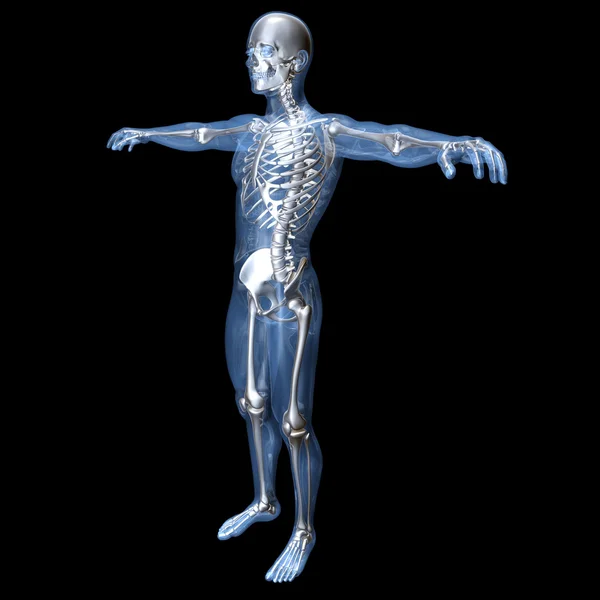 解剖可视化anatomi visualisering — 图库照片