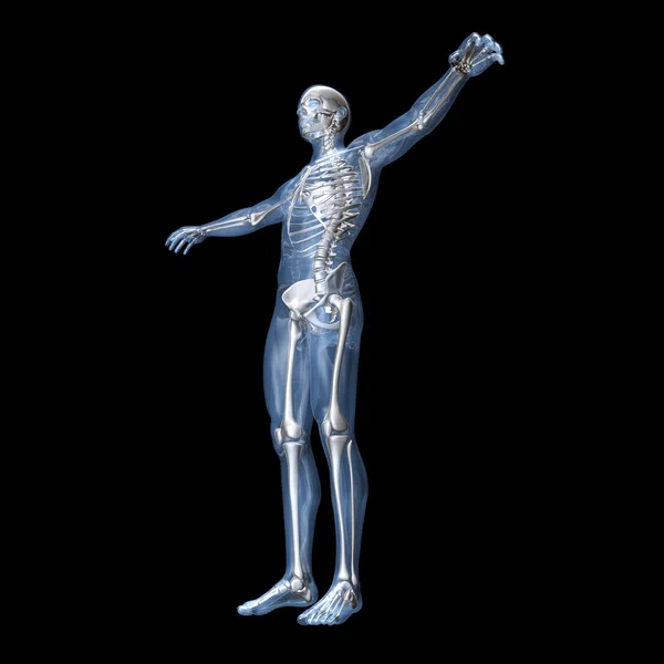Anatomi görselleştirme — Stok fotoğraf