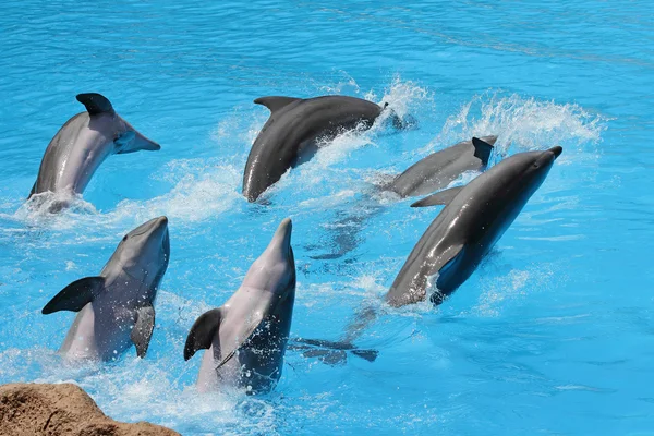 Um grupo de golfinhos-de-garrafa (Tursiops truncatus ) — Fotografia de Stock