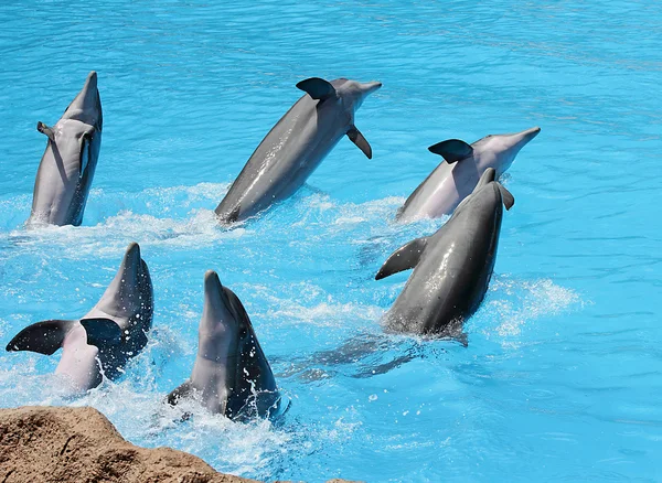 Skupina delfíny skákavé (Tursiops truncatus) — Stock fotografie