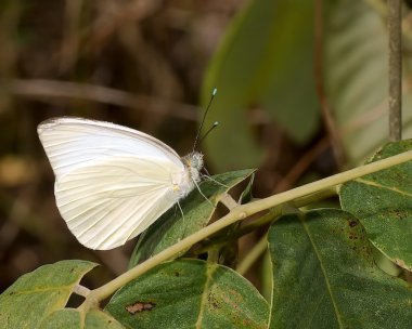 Great Southern White Butterfly clipart