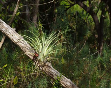 Airplant