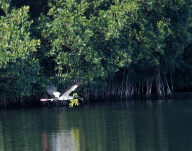 uçan woodstork