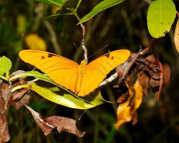 Julia mariposa —  Fotos de Stock