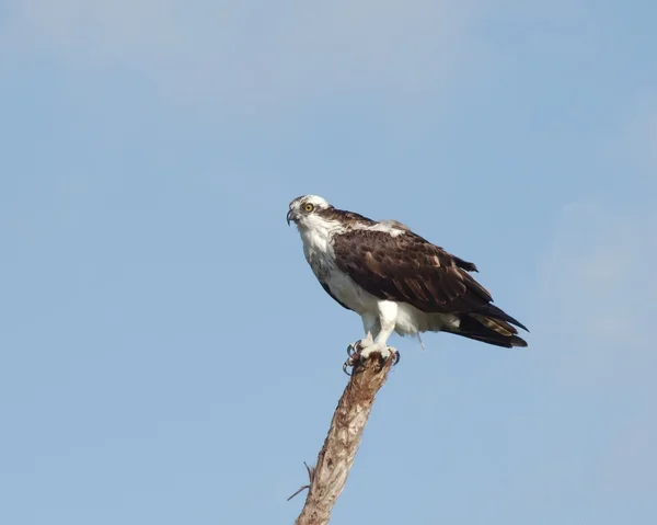 Falco pescatore — Foto Stock