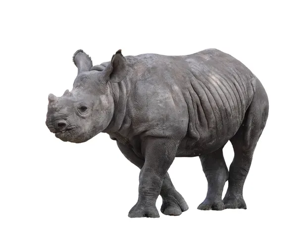 stock image Indian rhinoceros