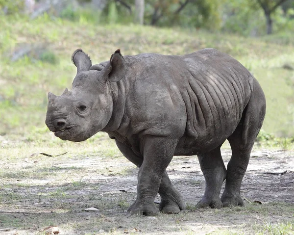 Indian rhinoceros — Stock Photo, Image