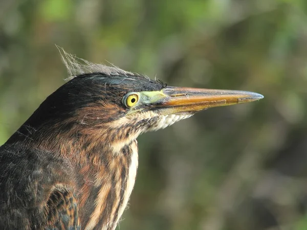 Heron verde Close-up retrato — Fotografia de Stock