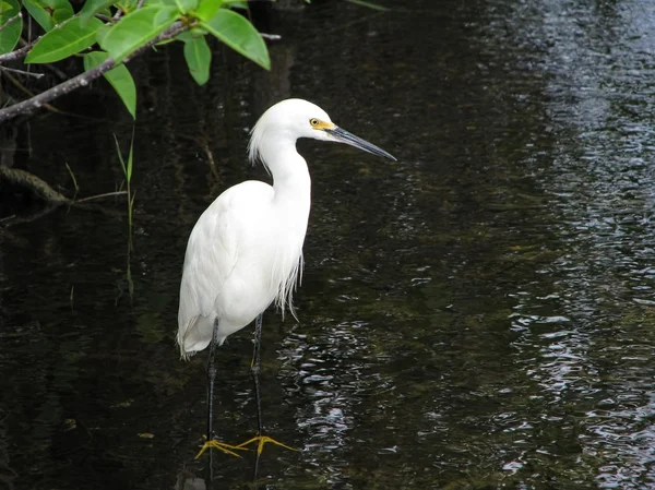 Seidenreiher — Stockfoto