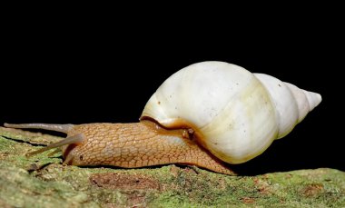 Florida tree snail clipart