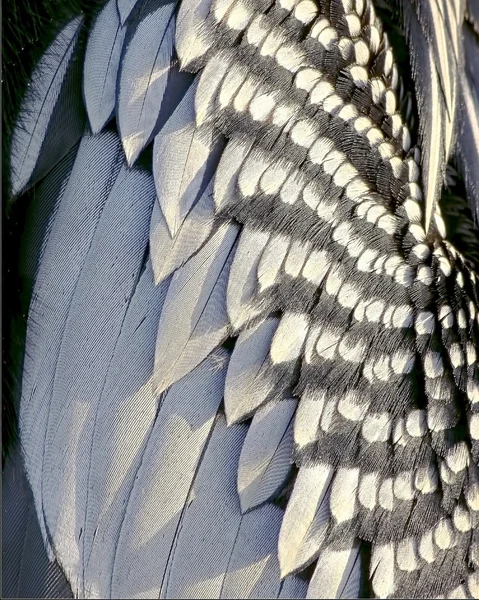 Anhinga Federn aus nächster Nähe — Stockfoto