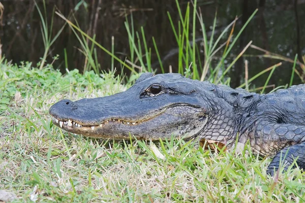 Amerikaanse alligator — Stockfoto