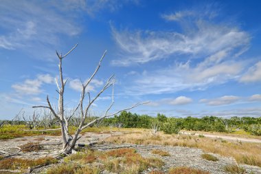 Everglades kıyı prairies