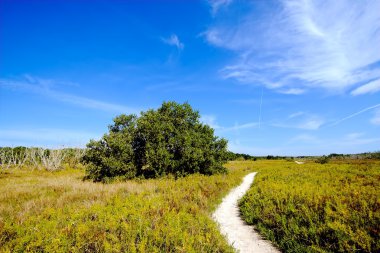 Everglades kıyı prairies