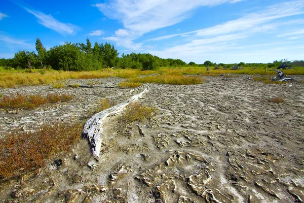 stock image Everglades Coastal Prairies