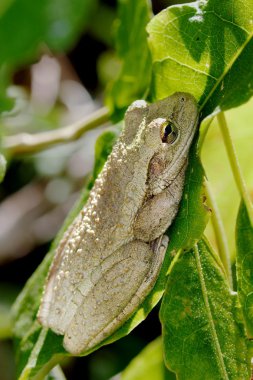 Cuban Tree Frog clipart