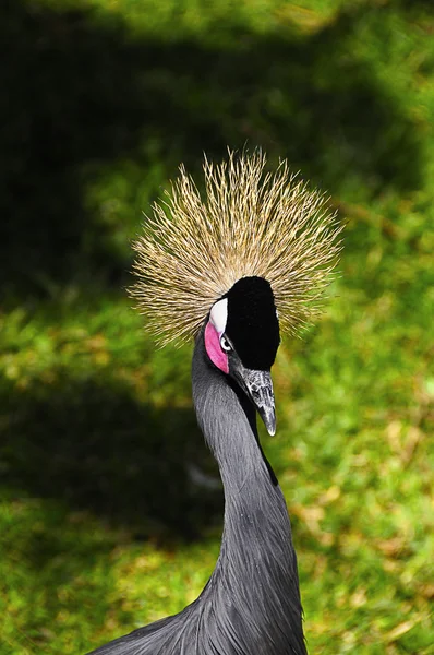 Västafrikanska krönt crane — Stockfoto