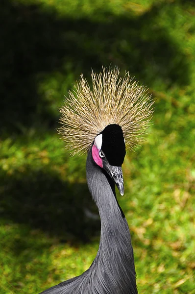 Grúa coronada de África Occidental —  Fotos de Stock