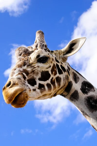 Closeup of a Giraffe — Stock Photo, Image