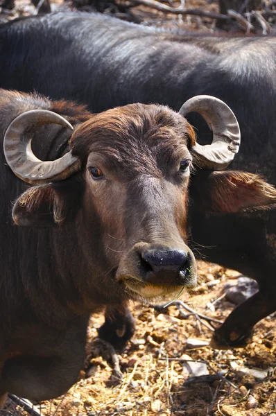 Vattenbuffel — Stockfoto