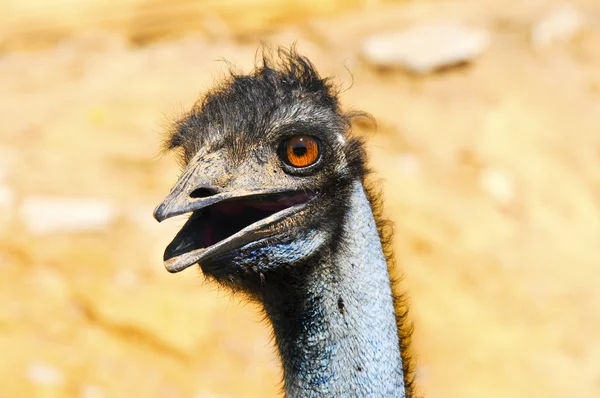 Fechar de um Emu — Fotografia de Stock
