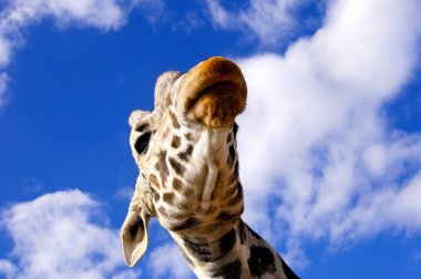 Giraffe clipart