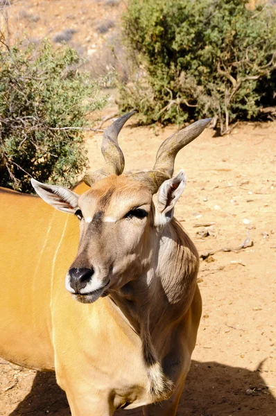 Zbliżenie eland — Zdjęcie stockowe