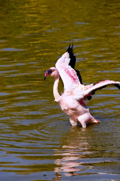 Lesser Flamingo — Stock Photo, Image