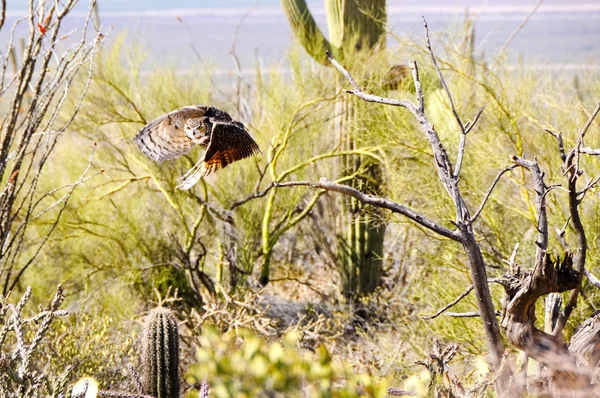 Büyük Boynuzlu Baykuş kanatların hareket gösterilen — Stok fotoğraf