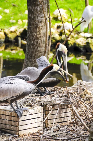 Bruna pelikaner — Stockfoto